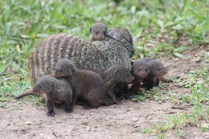 Mongoose cubs gather around an adult in the group (with GPS collar)