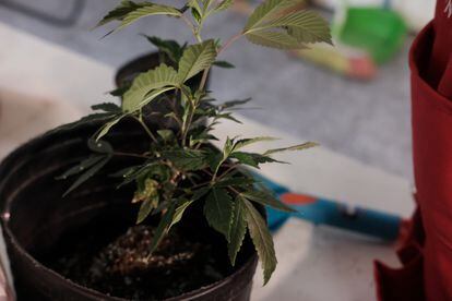 A marijuana plant at the headquarters of the Mamá Cultiva collective in Buenos Aires.