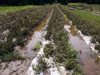 Flood waters remain on the destroyed fields at the Intervale Community Farm after flooding and rain, July 17, 2023, in Burlington, Vt