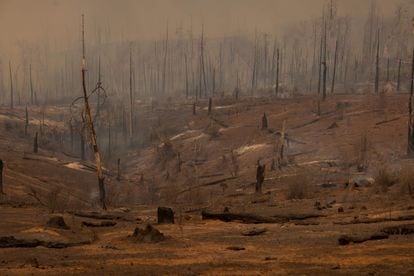 A forest is left decimated by the Oak Fire near Mariposa, California, on July 24, 2022.