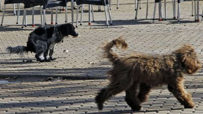 In recent years, Spanish cities have seen a huge increase in dog numbers.