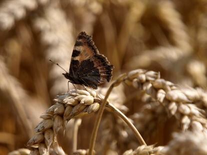 Mariposas, insectos perjudicados por la combinación de agricultura y cambio climático