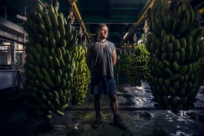 Yulian Lorenzo, at a banana packing plant in Fuencaliente (La Palma).