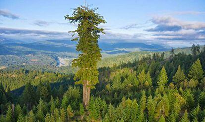 At 115 meters (about 377 feet), Hyperion, the sequoia in California’s Redwood National Park, is the tallest tree on Earth.