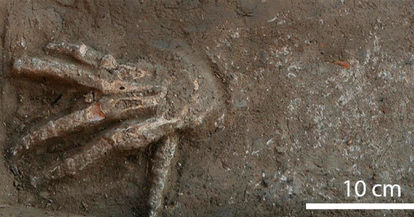 One of the severed hands excavated at the site of Avaris, northern Egypt