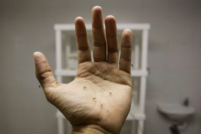 Ein Forscher am Instituto Butantan in São Paulo, der an einem Impfstoff gegen Dengue-Fieber arbeitet, zeigt, wie seine Hand von Mücken bettelt.  Weibliche 'Aedes aegypti'-Mücken können Dengue-Fieber übertragen, aber auch die Viren, die Gelbfieber, Chikungunya und Zika verursachen.