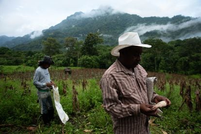 Farmworkers in Veracruz (Mexico) harvest corn in July 2021. 