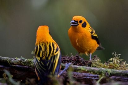 Two Golden Tanagers in the Cloud Forest of San Antonio, Colombia.  