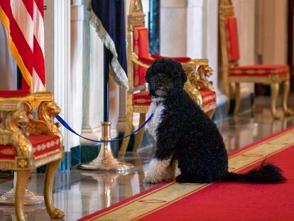Bo, the Obamas' dog, in a 2010 photo taken at the White House.