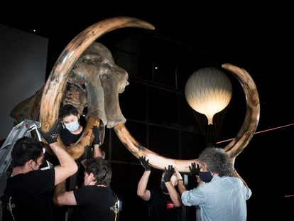 A mammoth's skeleton is prepared for an exhibition in Barcelona.