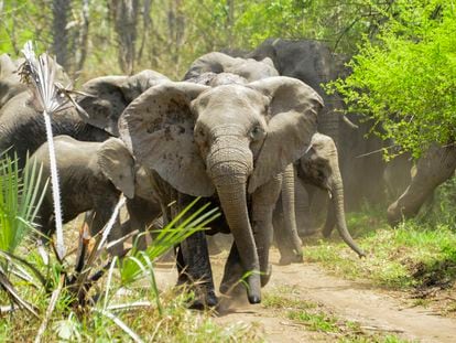 One-third of the elephants born after the civil war in Mozambique do not have tusks. A matriarch leads her herd in the country’s Gorongosa National Park.