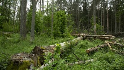 Logging in the forest of Bialowieza.