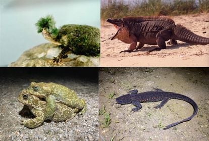 One hypothesis to explain the longevity of turtles and iguanas (top photos) is that they have developed defensive phenotypes such as outer shells and spikes. Below, two of the amphibian species studied by Spanish researchers.