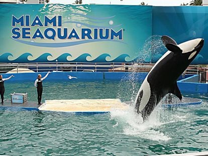 Lolita, the killer whale and the star attraction at Miami Seaquarium for decades, in January 2014.
