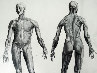 For some far-right Americans, masculinity is still associated with physical strength (18th-century illustration of the male body).