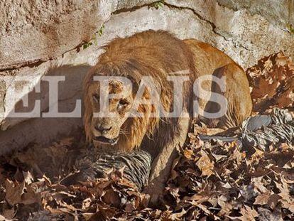 Video: The moment when a lion knocked down the man who entered the enclosure at Barcelona Zoo (Spanish voiceover).