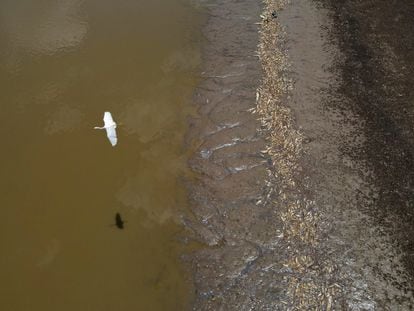 A heron flies over thousands of dead fish in drought-stricken Lake Piranha, on September 27, 2023.