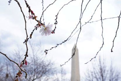 The Washington Monument is seen through cherry blossoms on the National Mall in Washington, U.S., February 21, 2023.