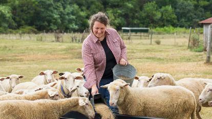 A woman feeds sheep on a farm.