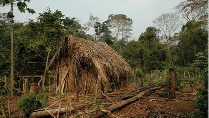 One of the Man of the Hole’s thatch huts, in the Tanaru indigenous territory of the Brazilian state of Rondônia.