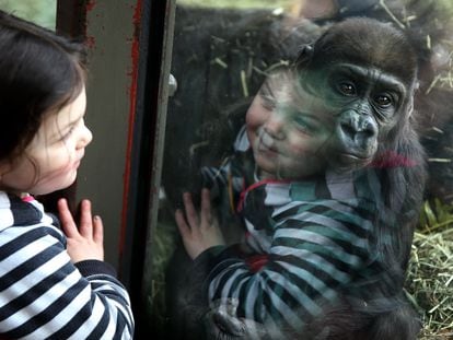 A girl and a gorilla at the San Francisco Zoo.