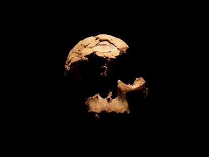 The skull of a human ancestor from 850,000 years ago, found in the archaeological site of Atapuerca, in the north of Spain.