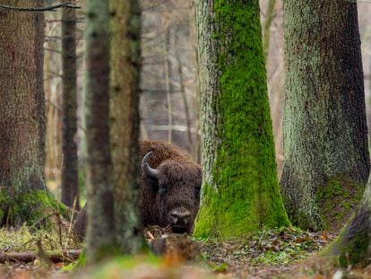 One of the bison that live in Poland’s Bialowietza Forest.