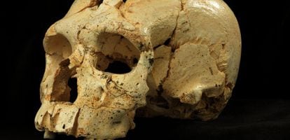 Skull number 17 at Sima de los Huesos (Atapuerca).