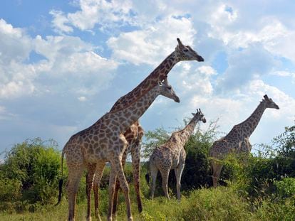 Giraffes roam in the Chobe National Park in Botswana on March 3, 2013.