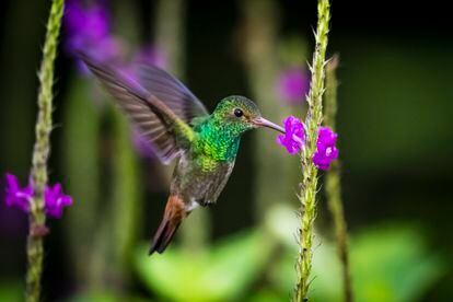 A rufous-tailed hummingbird eating nectar in a flower while flying at the Arenal Volcano National Park, Costa Rica