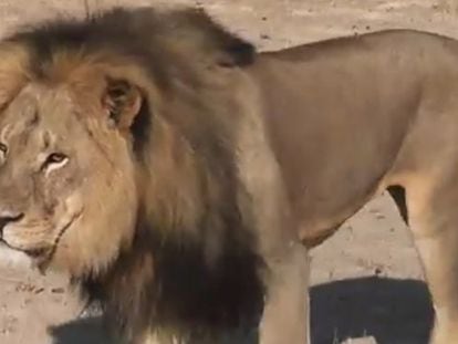 Cecil was recently killed in Zimbabwe by a mystery hunter.