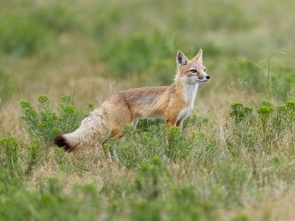 An adult female swift fox photographed in eastern Wyoming.