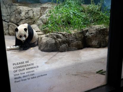 Giant panda Xiao Qi Ji is seen inside its enclosure on the last day of Panda Palooza at the Smithsonian's National Zoo in Washington, U.S., October 1, 2023.