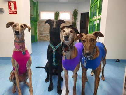 Several dogs spend the day in the Madrid nursery Animal Solution