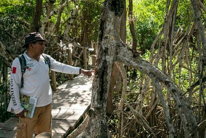 Tour guide Efraín Pérez points out one of the mangrove trunks along the path. Tourists walk past it on foot, before getting into the canoes. "What most attracts [people’s] attention is the height of the mangroves. And the tranquility when entering the tunnel. Some tourists close their eyes to enjoy the sound.”