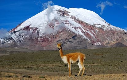 A vicuna with Mount Chimborazo in the background.