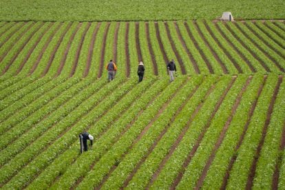 Workers in a lettuce field in Murcia, Spain.