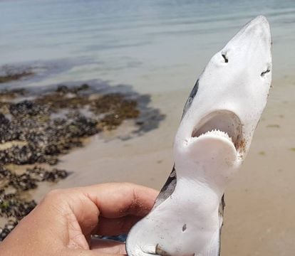 A young blue shark found at Aguieira beach in Porto do Son (A Coruña).