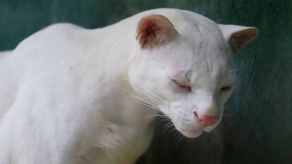 The world's first albino ocelot was found in Antioquia, Colombia
