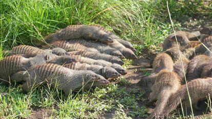 Two groups of banded mongooses form battle lines during an intergroup fight in Uganda, Africa.