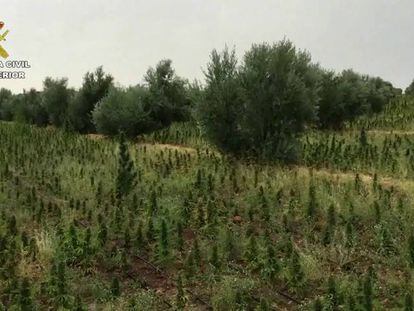 Video: The plantation in Pozo Cañada, Albacete.