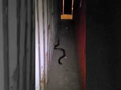 The cobra in a video filmed by dock workers.